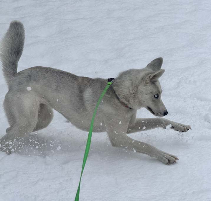 Photo of Sage