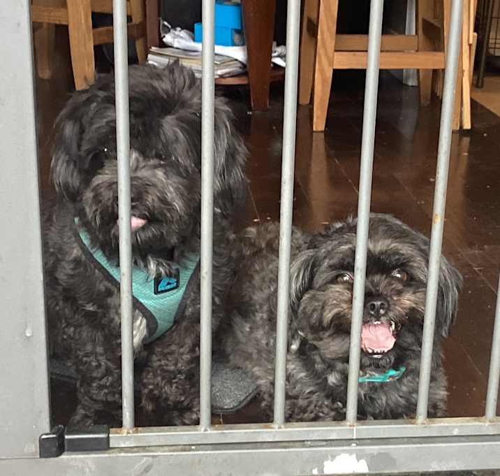Photo of Teddi/Bear