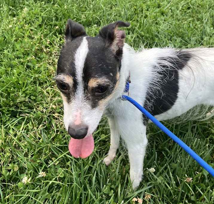 Photo of Daisy