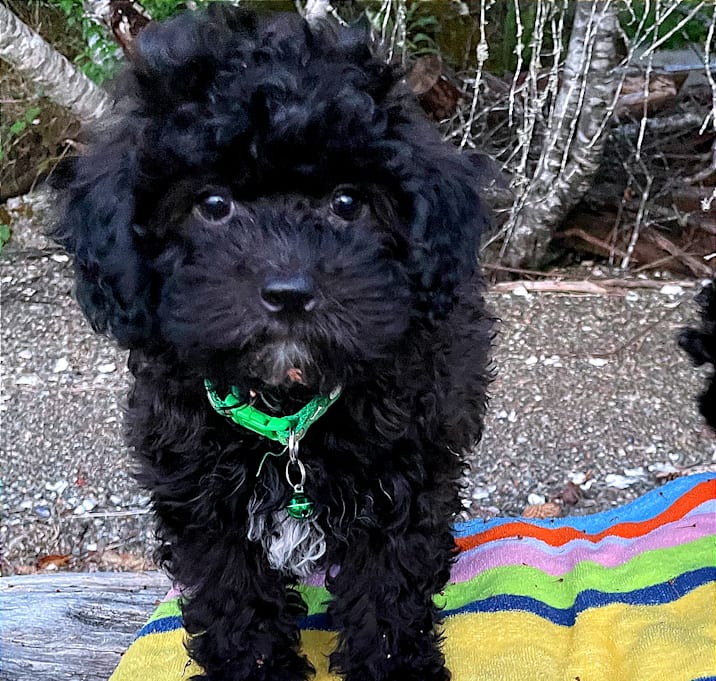 Photo of Dahlia 