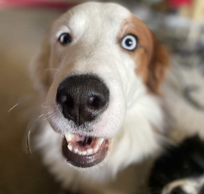 Photo of Rex