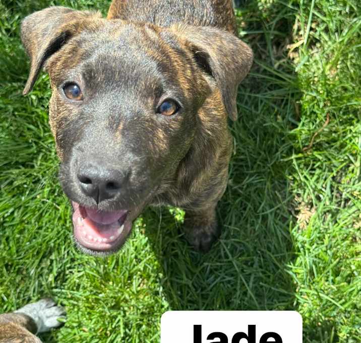 Photo of Jade