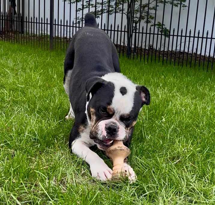 Photo of Deuce