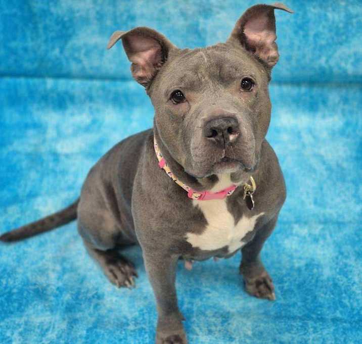 Photo of Urgent foster needed! Ramona
