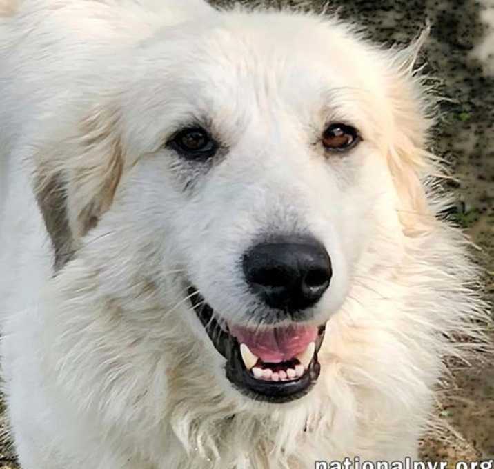 Photo of Ester in KY - Has A Tail That's Always Wagging!