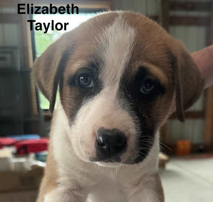 Photo of Elizabeth Taylor 