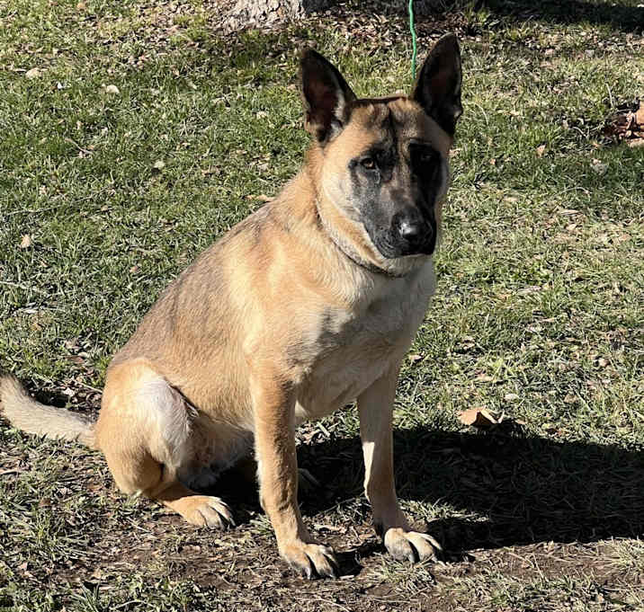 Photo of Sheba