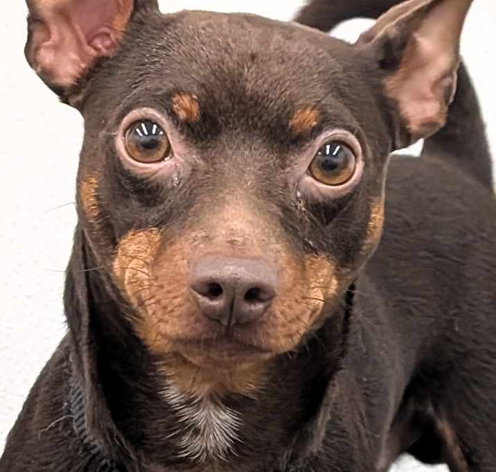 Photo of Lucky