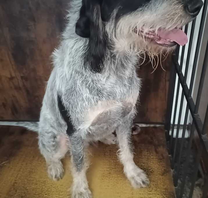 Photo of Banjo