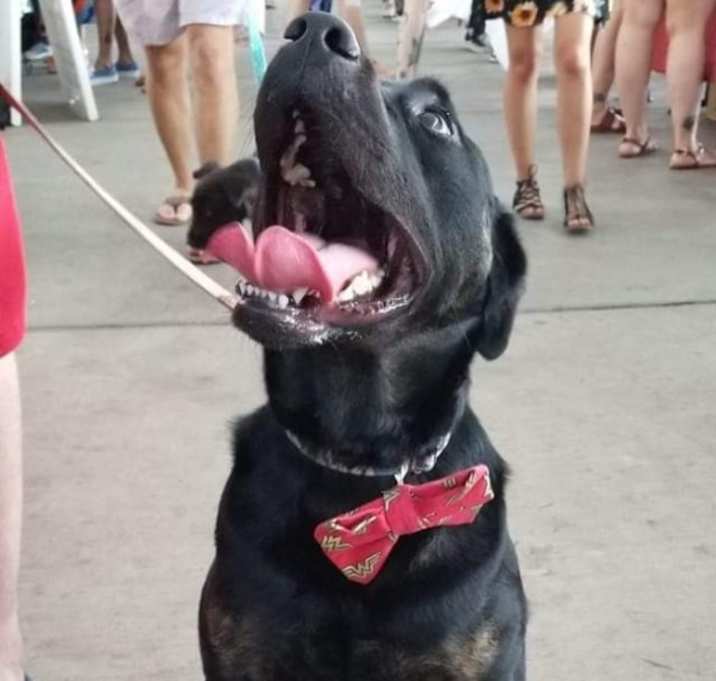 Photo of Raven