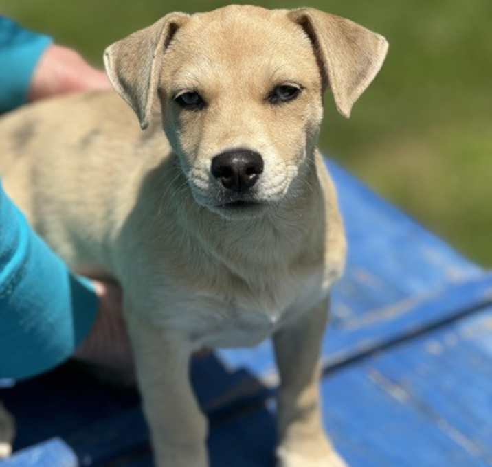 Photo of Cheeto
