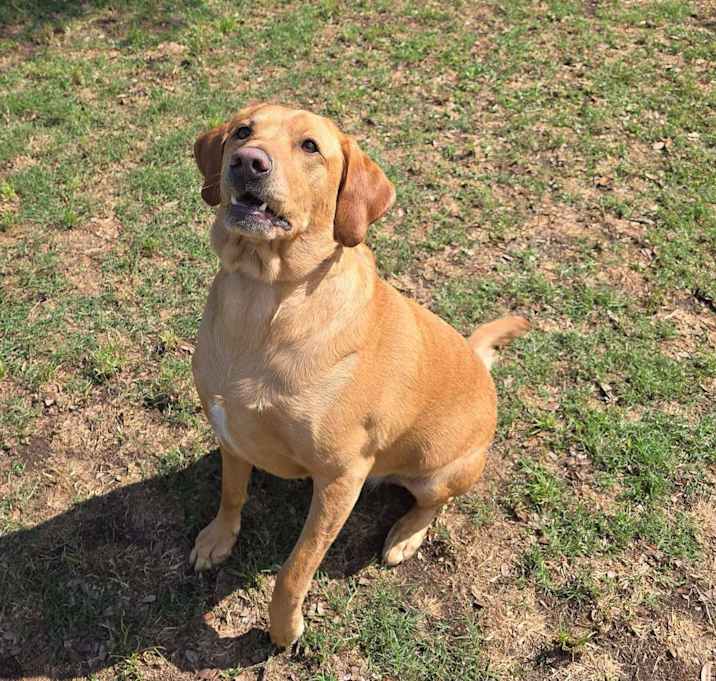 Photo of Dexter