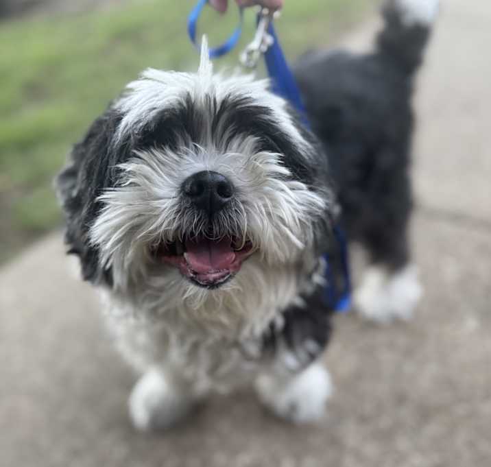 Photo of Pal