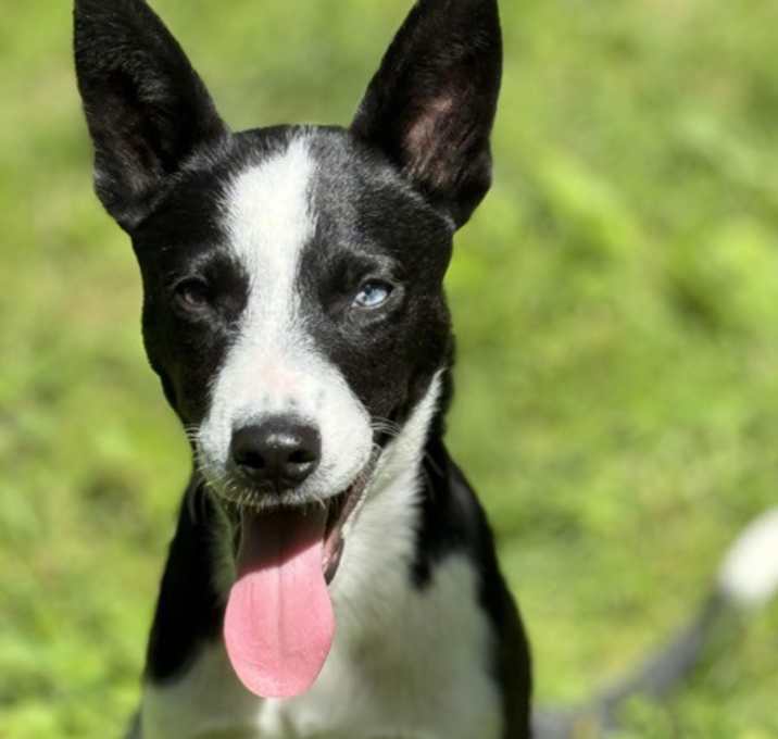 Photo of Dorito