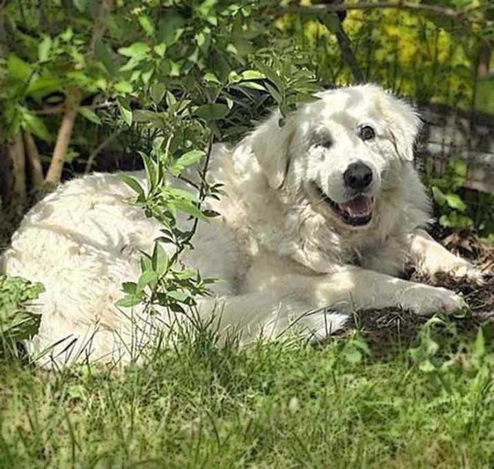 Photo of Dori in KY - Very Well Behaved & Sweet!