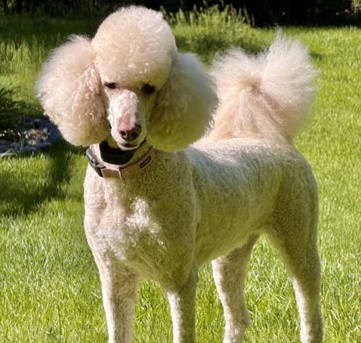Photo of Gracie