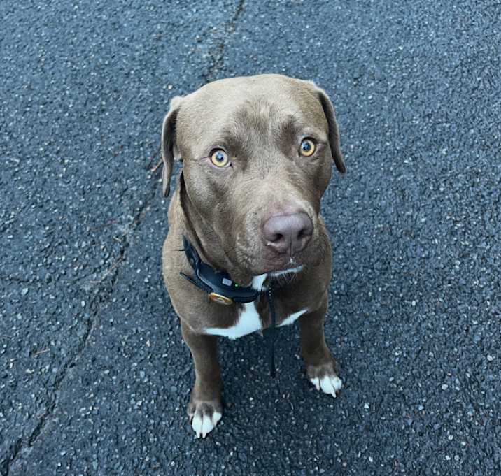 Photo of Buddy