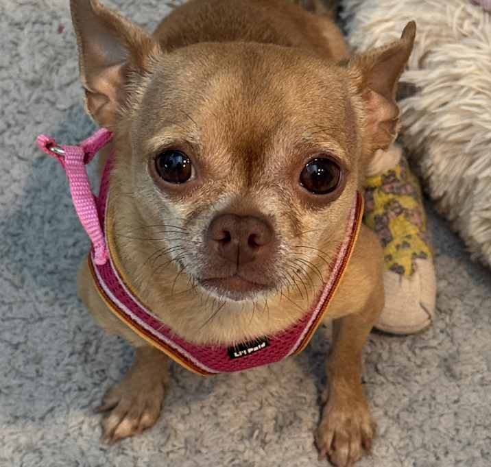 Photo of Tippy