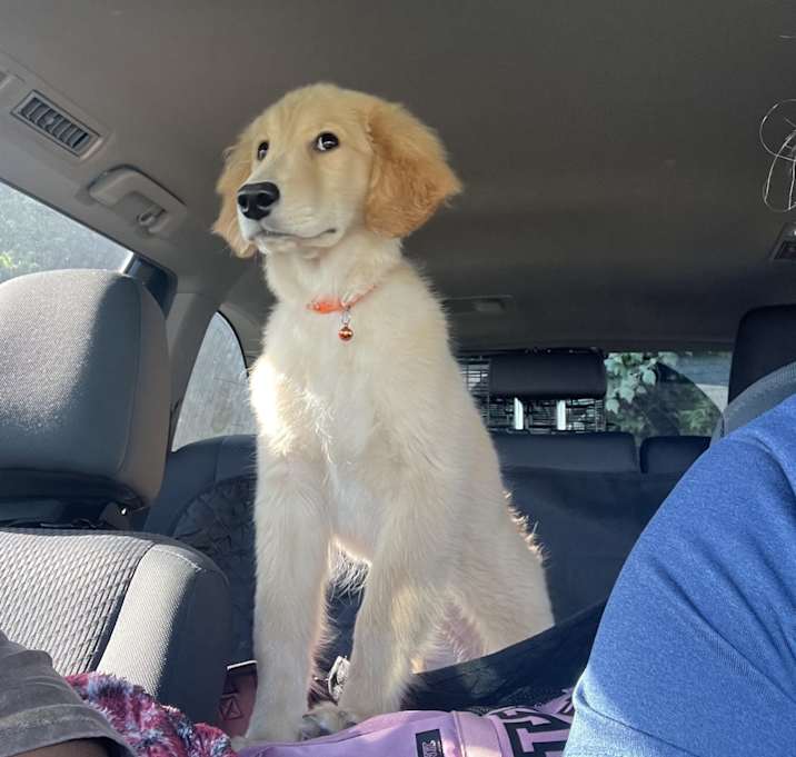 Photo of Bella Grace