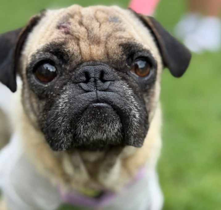 Photo of Sir Snortington B519