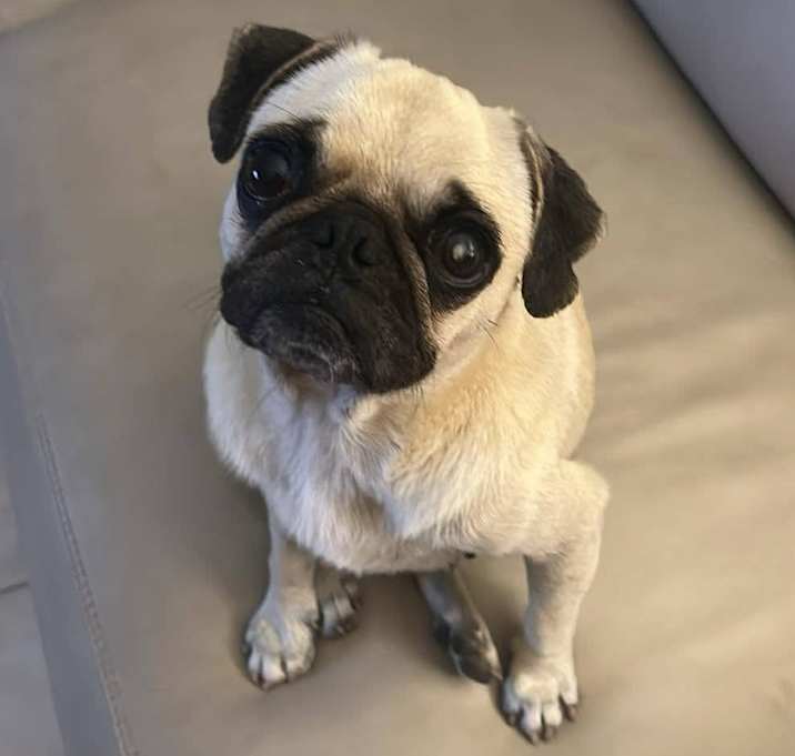 Photo of Lady Wigglebottom B519