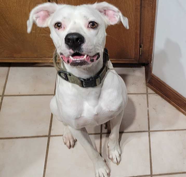 Photo of Apollo