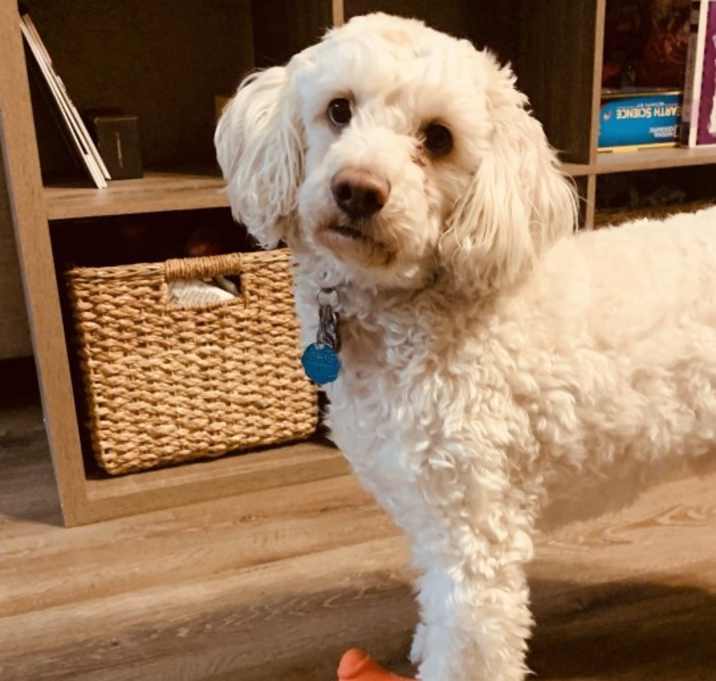 Photo of Teddy