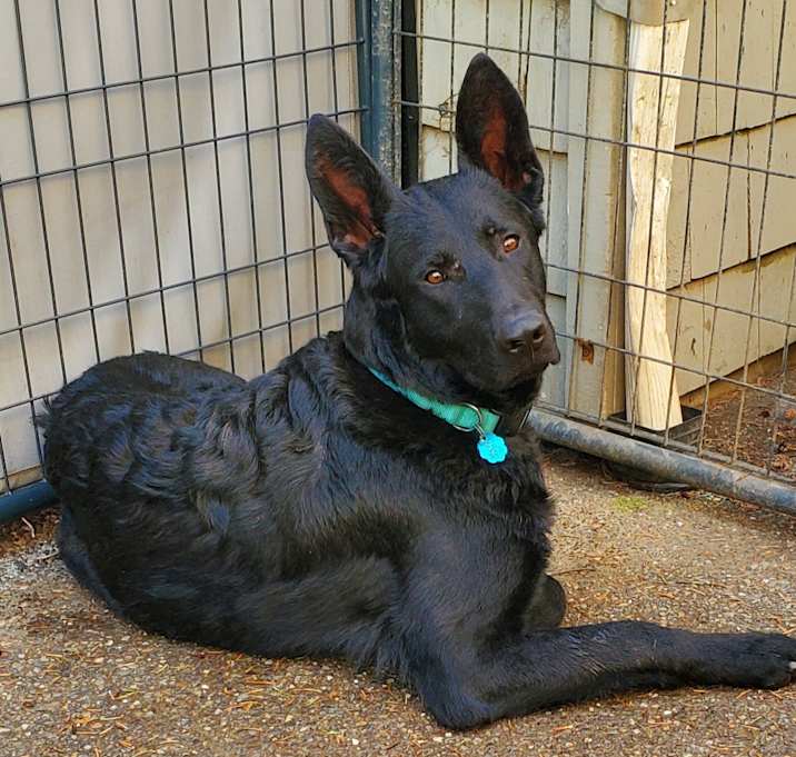 Photo of Boomer
