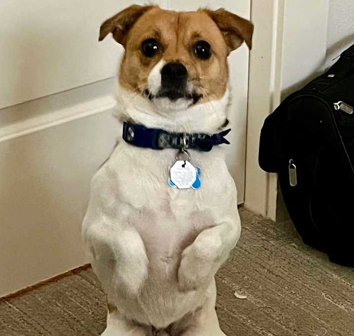 Photo of Toby