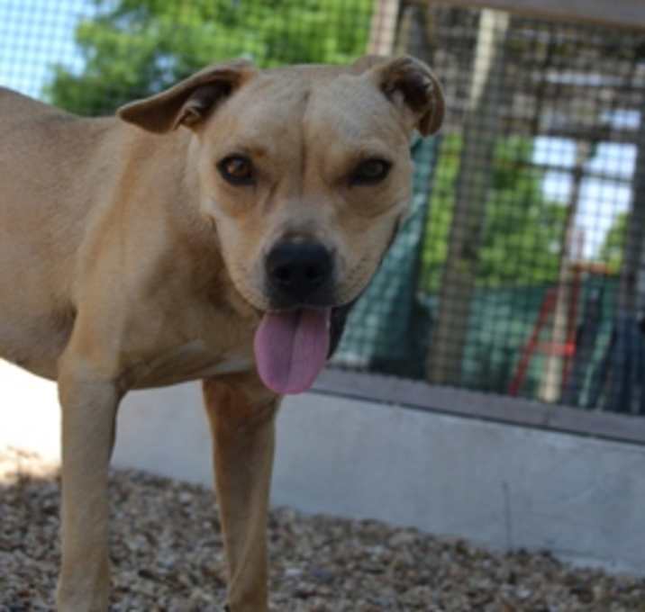 Photo of Remy (in Foster)