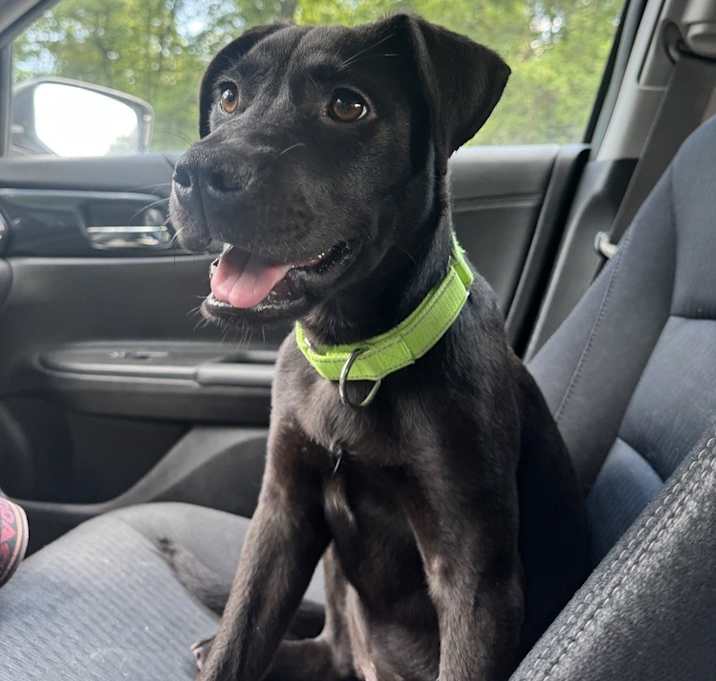 Photo of Lilo (Rion Litter)