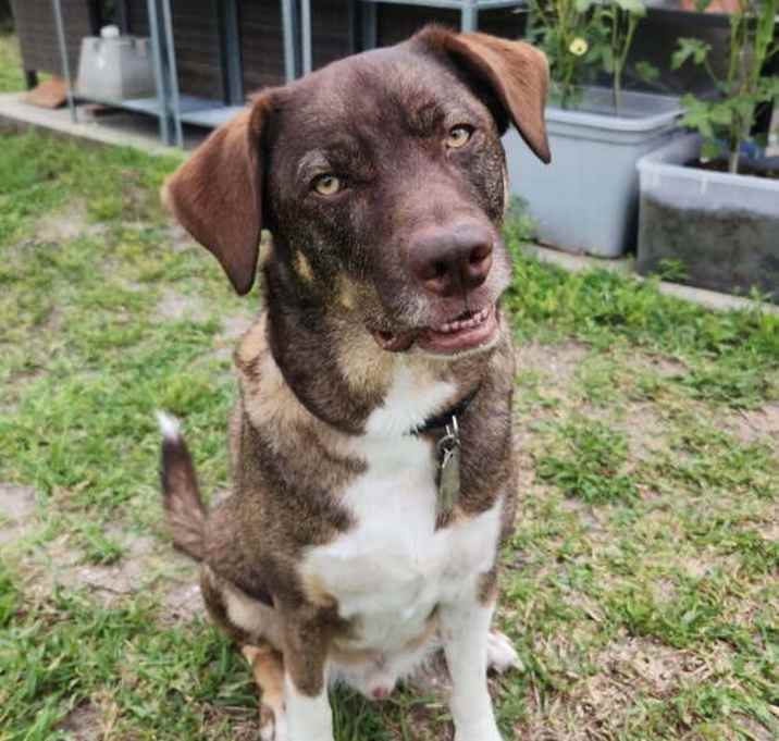 Photo of Pickles