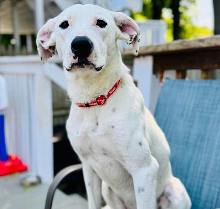Photo of Chip
