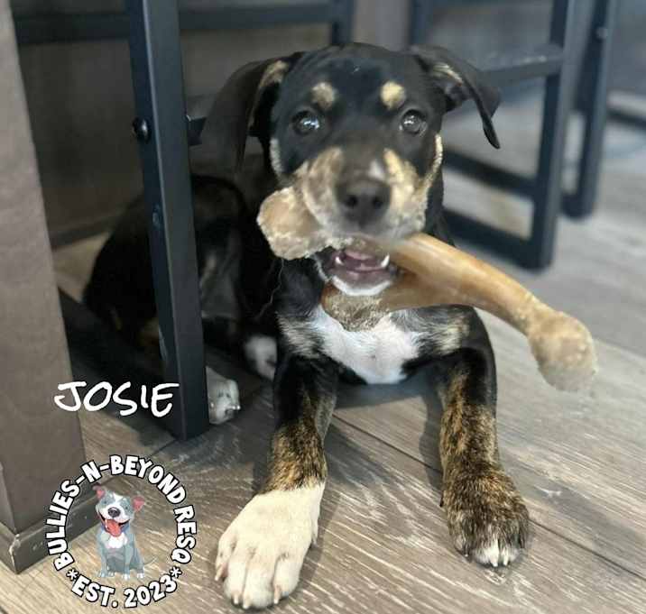 Photo of Josie