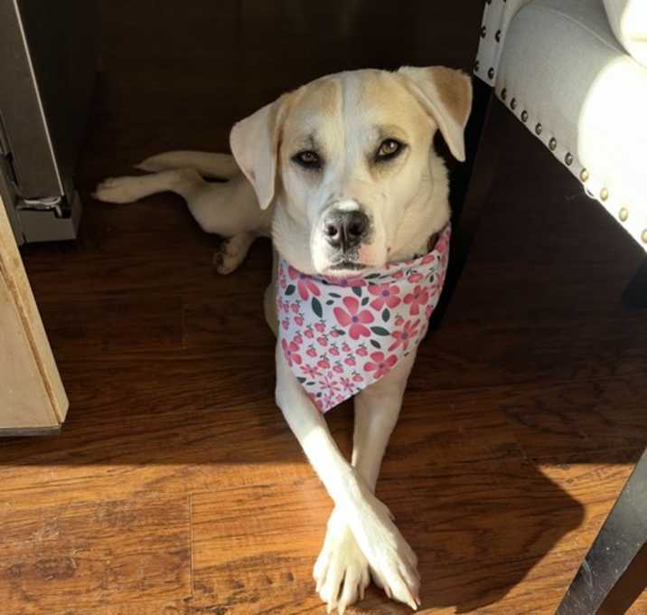 Photo of Marigold