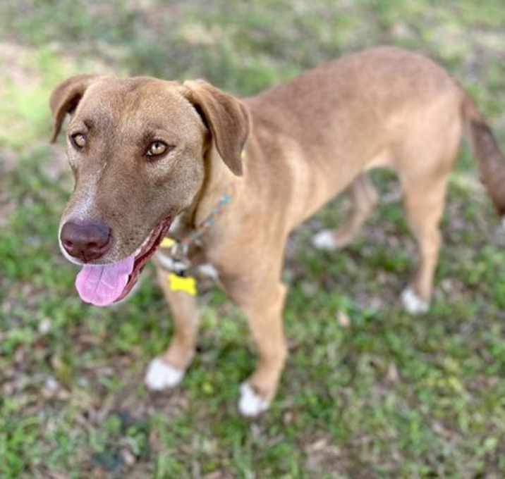 Photo of Blossom Fawn
