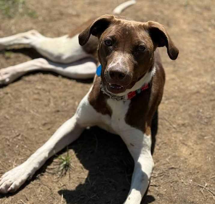 Photo of Ruth (FOSTERED LOCALLY)