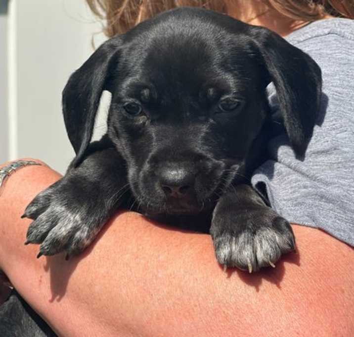 Photo of Pepper