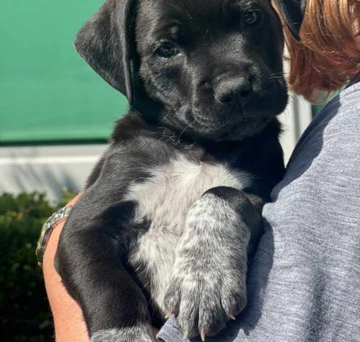 Photo of Shadow