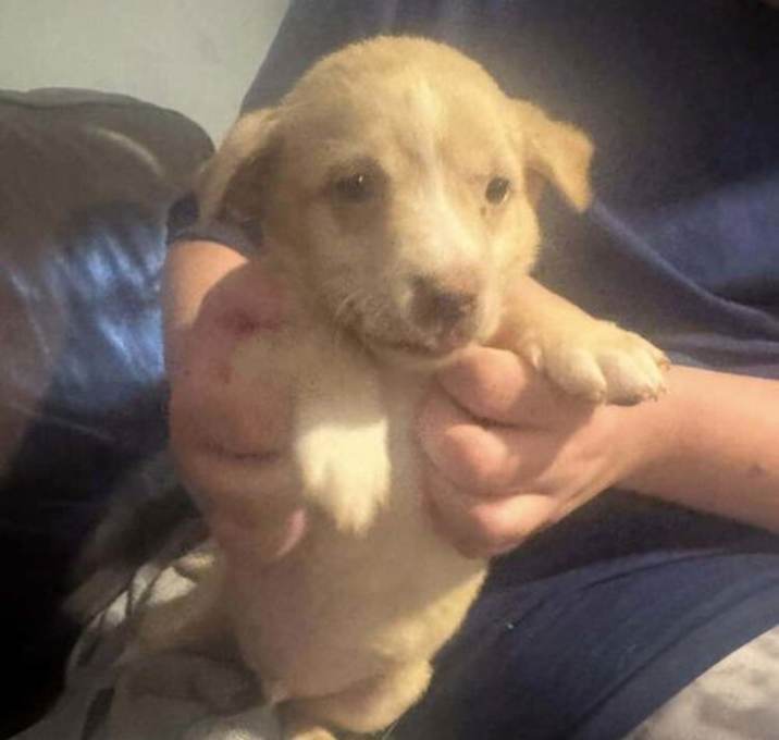 Photo of Peanut (SC)