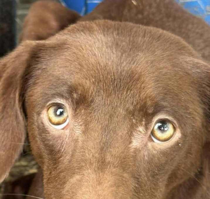 Photo of Piper (SC)