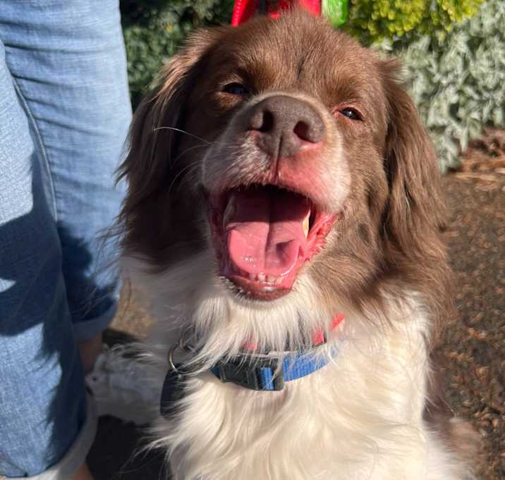 Photo of Roscoe