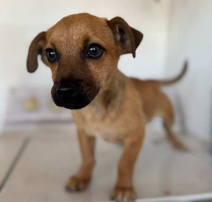 Photo of Scout
