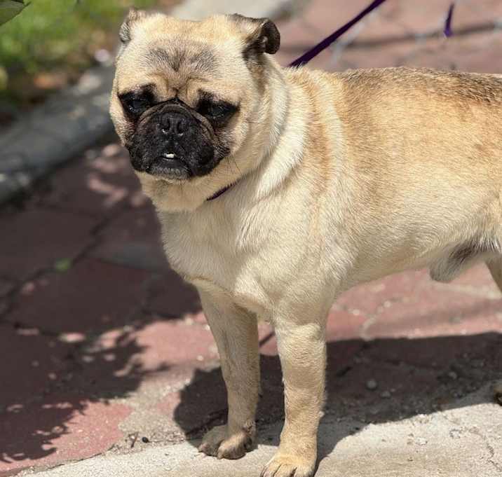 Photo of Frankie