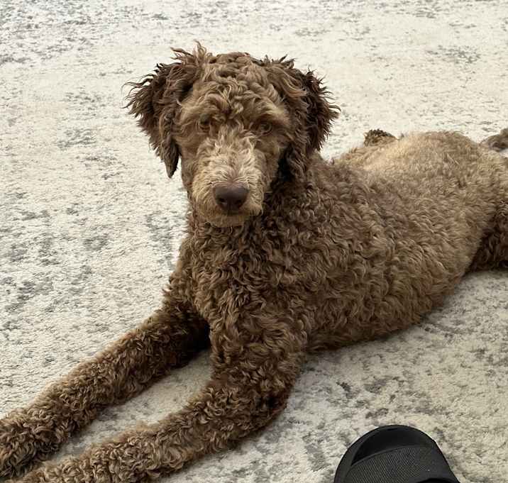 Photo of Cocoa