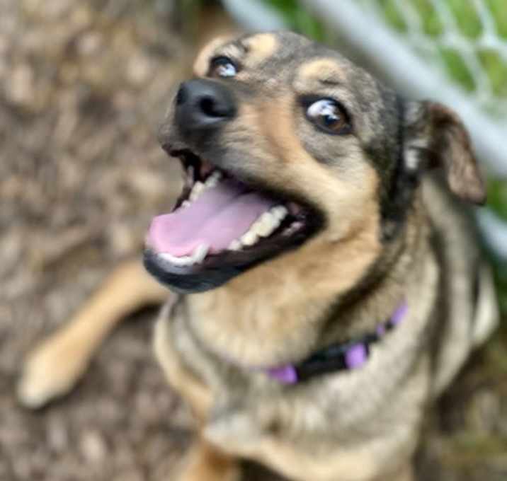 Photo of Brownie