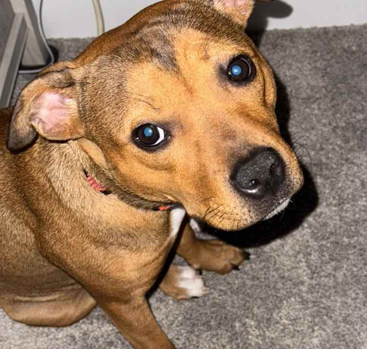 Photo of Sadie