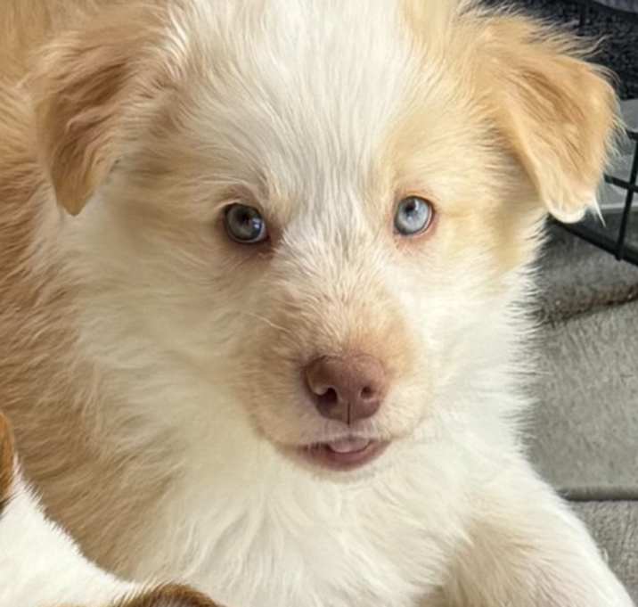 Photo of Snickerdoodle