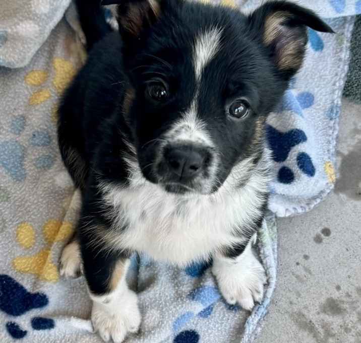 Photo of Sugar Cookie