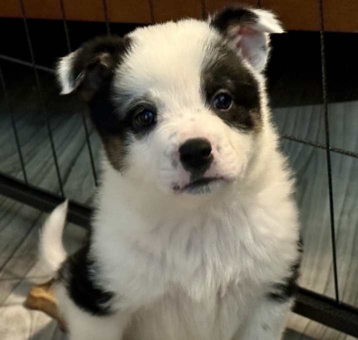 Photo of Oreo6